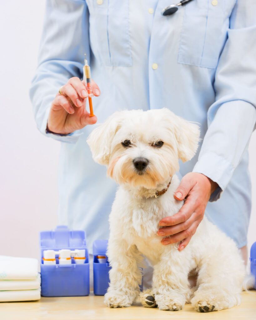 Vacunas para perros: ¿Qué, Cuándo y Por qué?