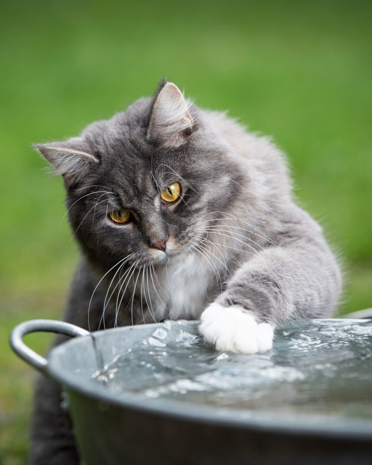 Picture Idea: Why Does My Cat Dislike Water