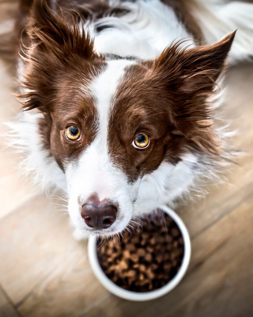 Demystifying myths: kibble, a healthy and appropriate choice. 